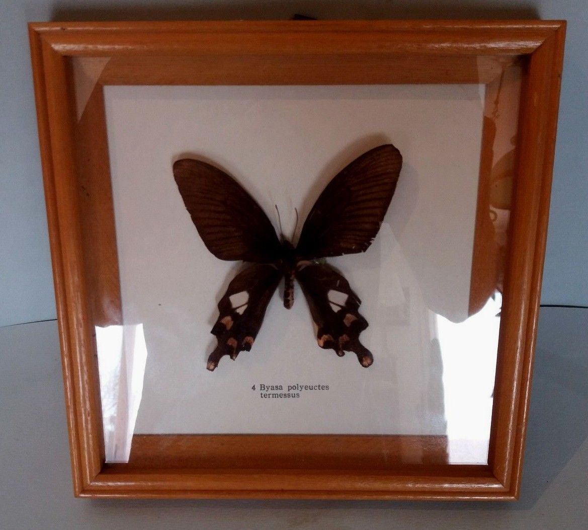 Butterfly frame with byasa polyeuctes termessus