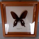 Butterfly frame with byasa polyeuctes termessus
