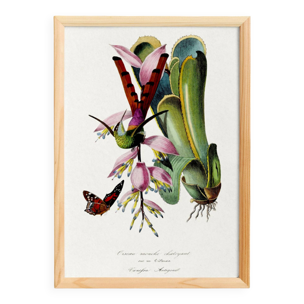 Affiche sur ''Colibri et plante exotique'', d'après une gravure ancienne