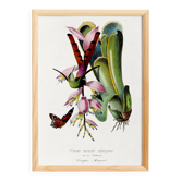 Poster on "Hummingbird and Exotic Plant", based on an old engraving