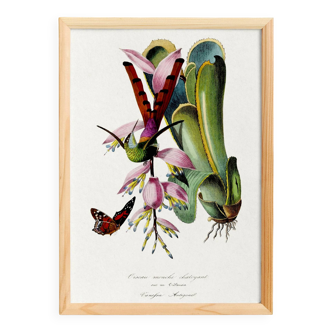Poster on "Hummingbird and Exotic Plant", based on an old engraving