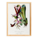 Poster on "Hummingbird and Exotic Plant", based on an old engraving