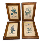Botanical poster