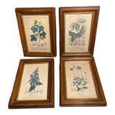 Botanical poster