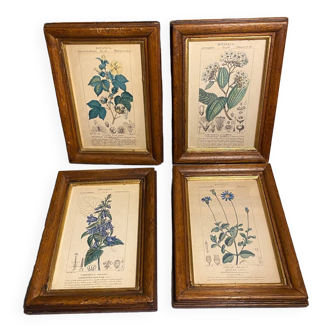 Botanical poster