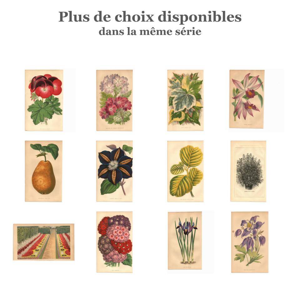 Gravure Botanique 1871 - Verveines - planche Fleur, Lithographie ancienne