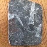 Orthoceras soap dish