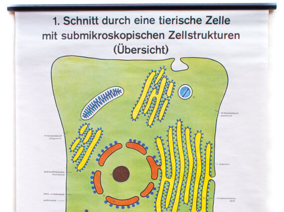Wall poster of the cell school by Dr. H. Kaudewitz Westermann 1968
