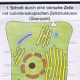 Affiche murale de l’école cellulaire par Dr H. Kaudewitz Westermann 1968