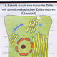 Affiche murale de l’école cellulaire par Dr H. Kaudewitz Westermann 1968