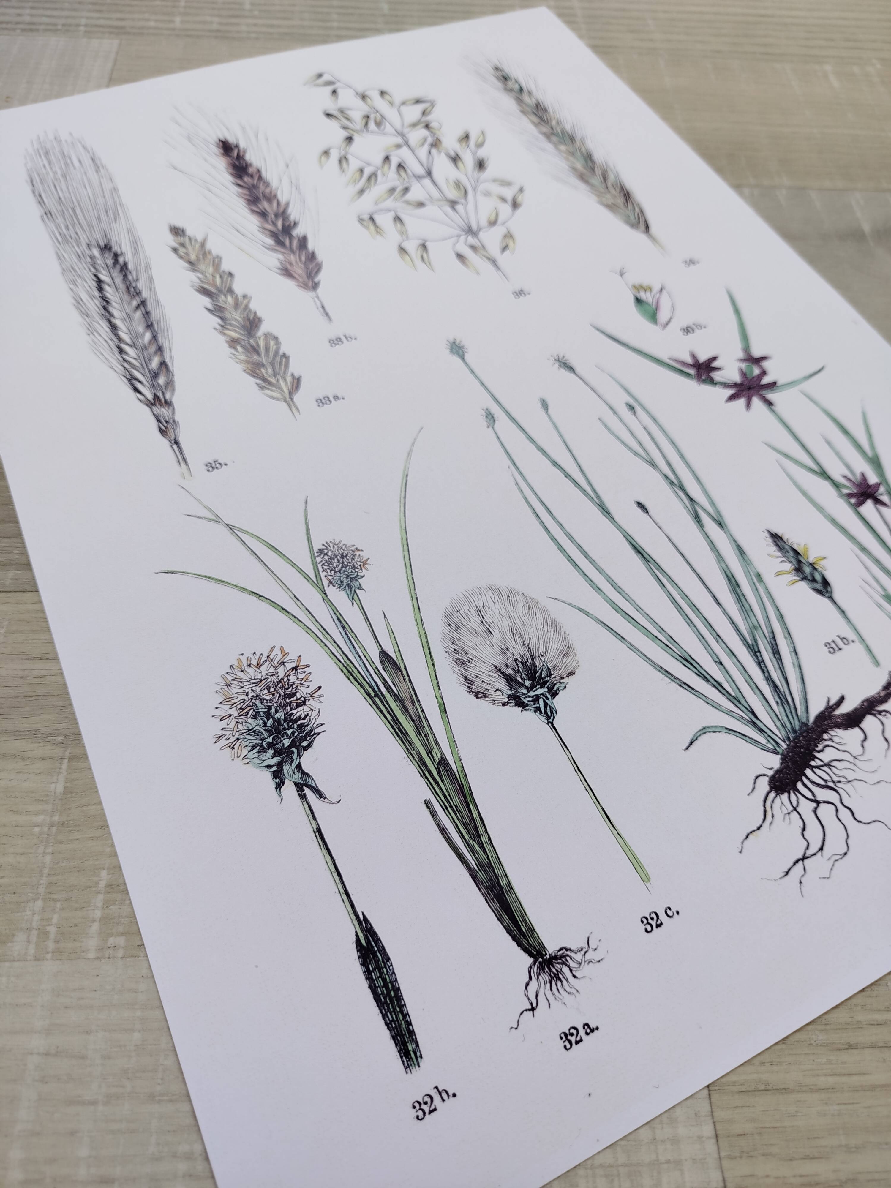 Plant poster based on an 1881 engraving "wheat"