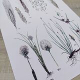 Plant poster based on an 1881 engraving "wheat"