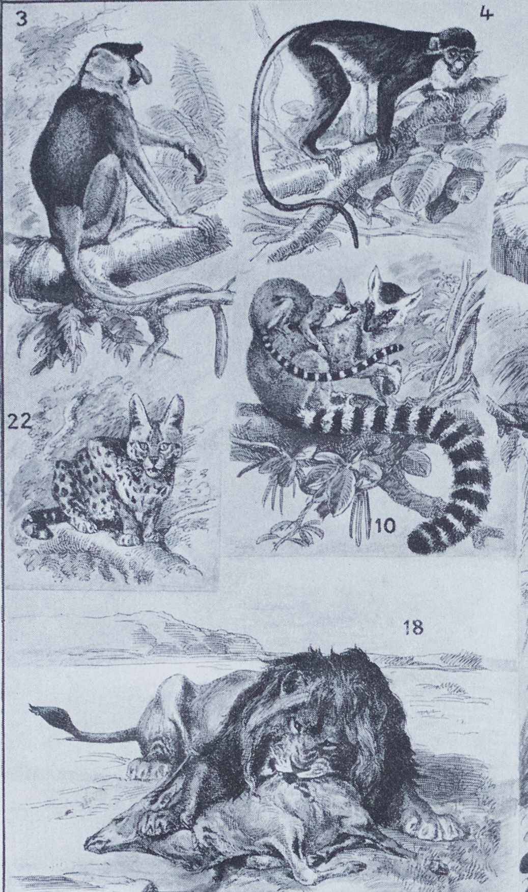 Original plate from 1930: exotic and wild mammals, biodiversity