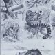 Original plate from 1930: exotic and wild mammals, biodiversity