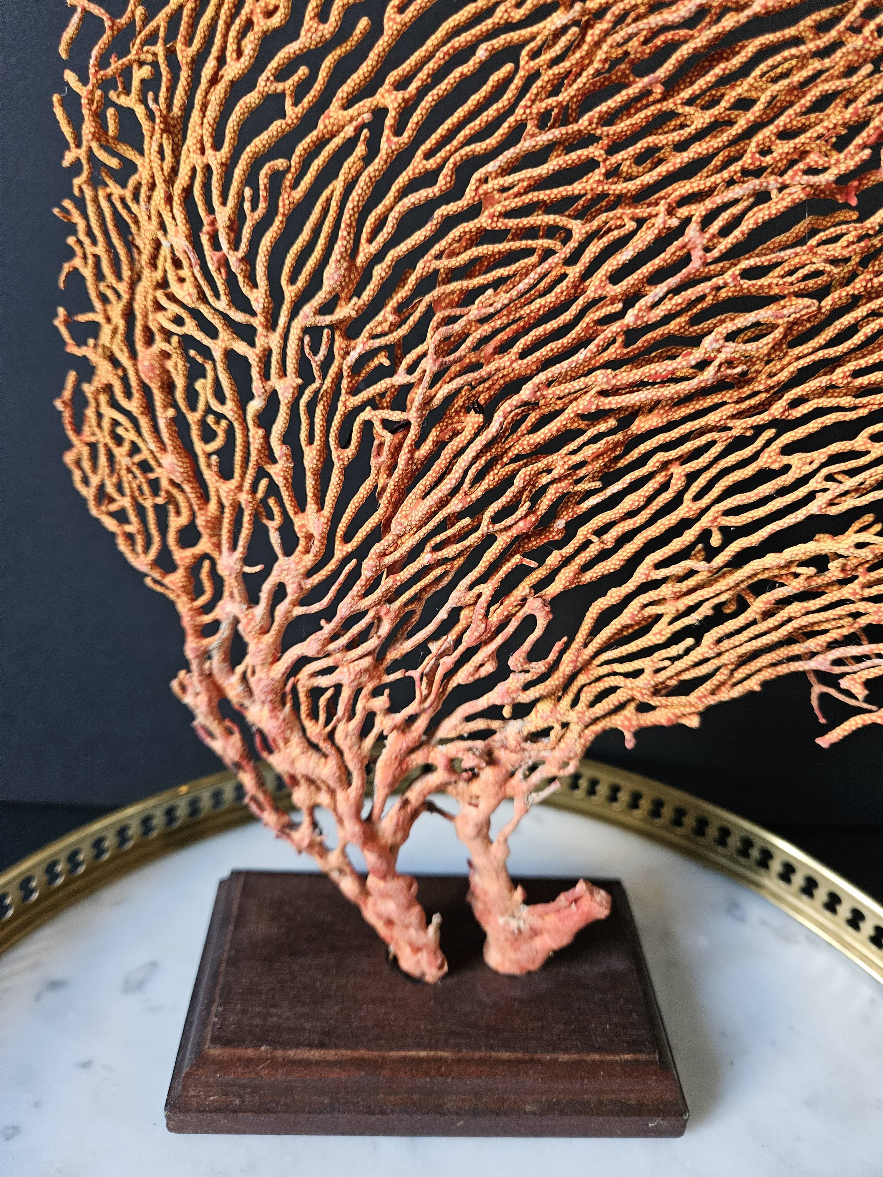 Red Gorgon Wooden Base. H: 32 cm | Decorative Object & Curiosity