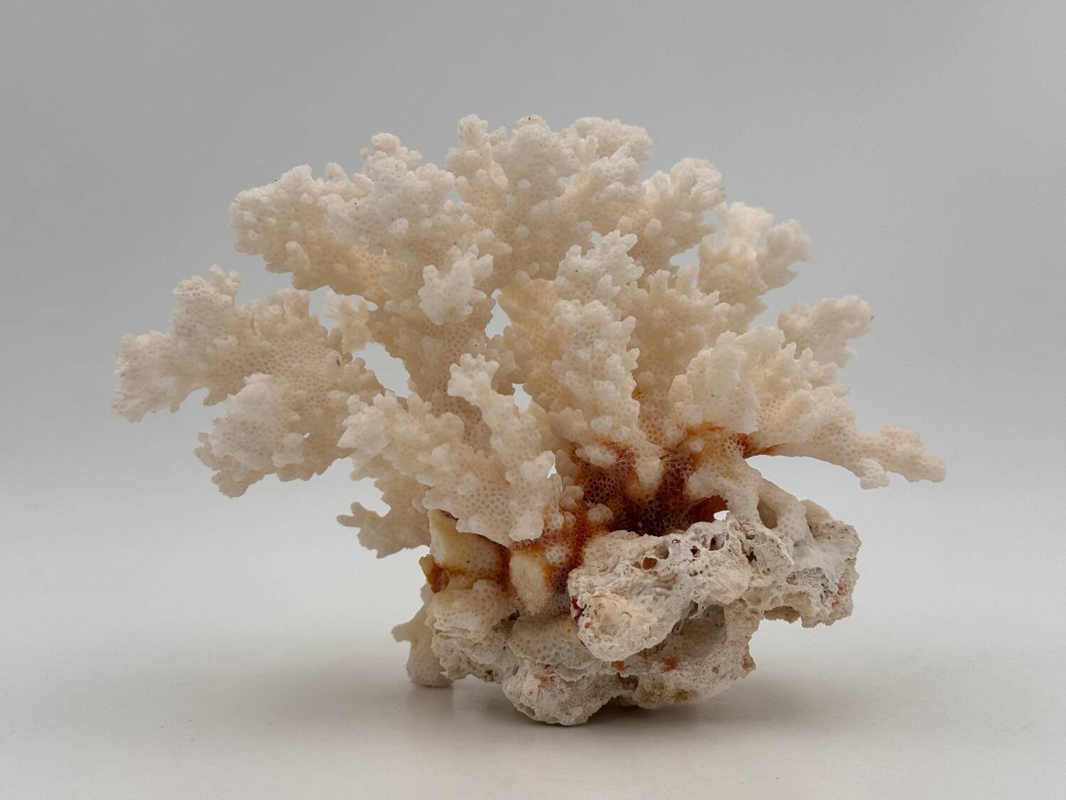 Old white natural coral - 1970s