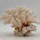 Old white natural coral - 1970s