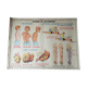 Poster school  excretion & hygiene first aid