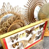 Naturalized butterfly frame