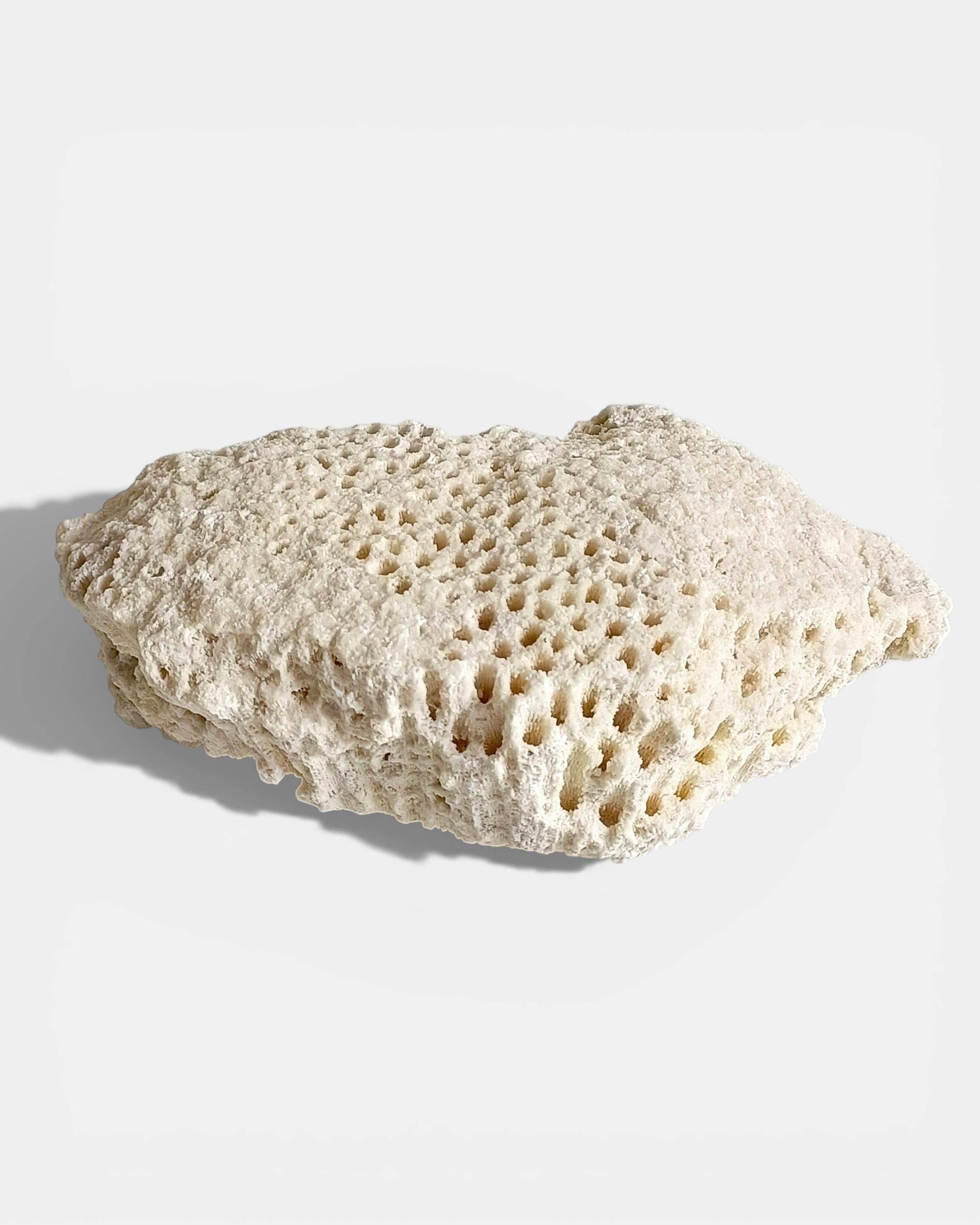 Sculptural White Coral Fossil, Organic Modern Decor from South Asia