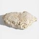 Sculptural White Coral Fossil, Organic Modern Decor from South Asia