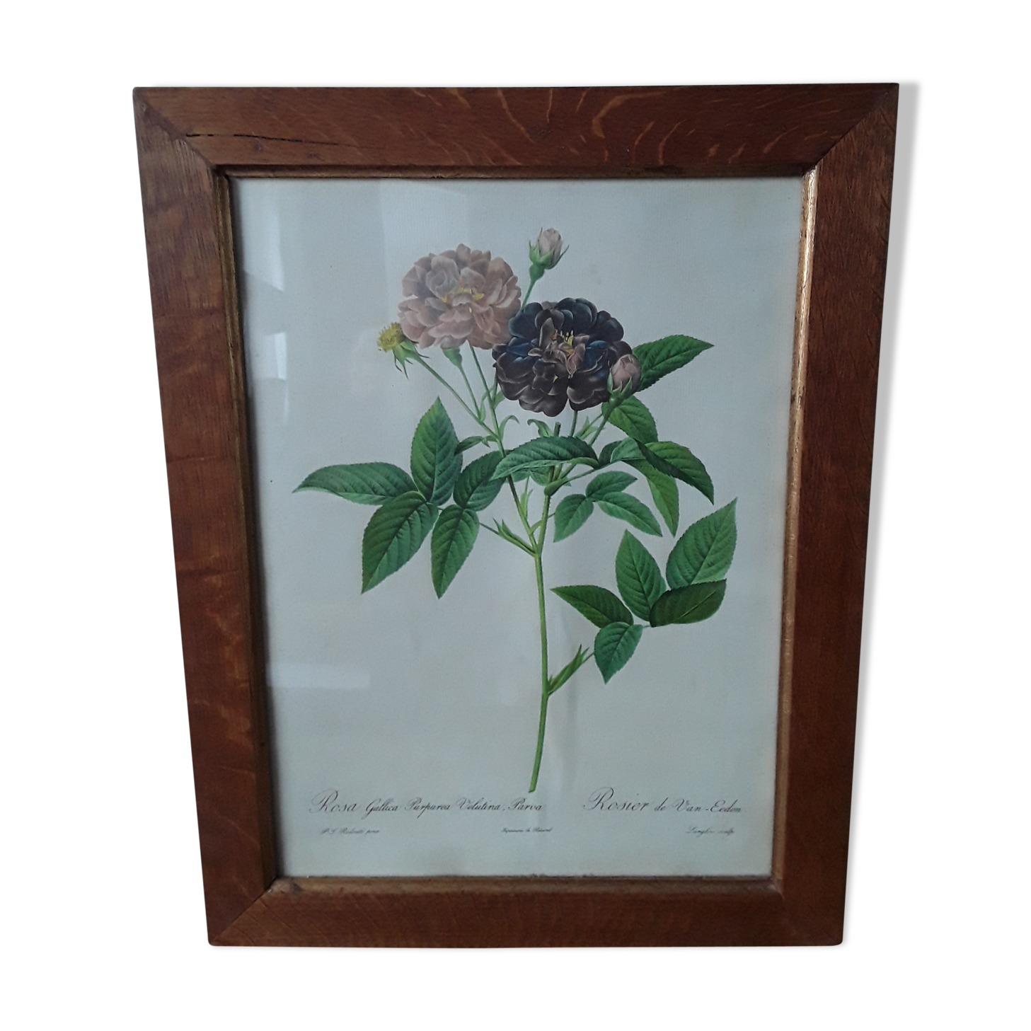 Floral reproduction after Redouté