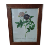 Floral reproduction after Redouté