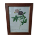 Floral reproduction after Redouté