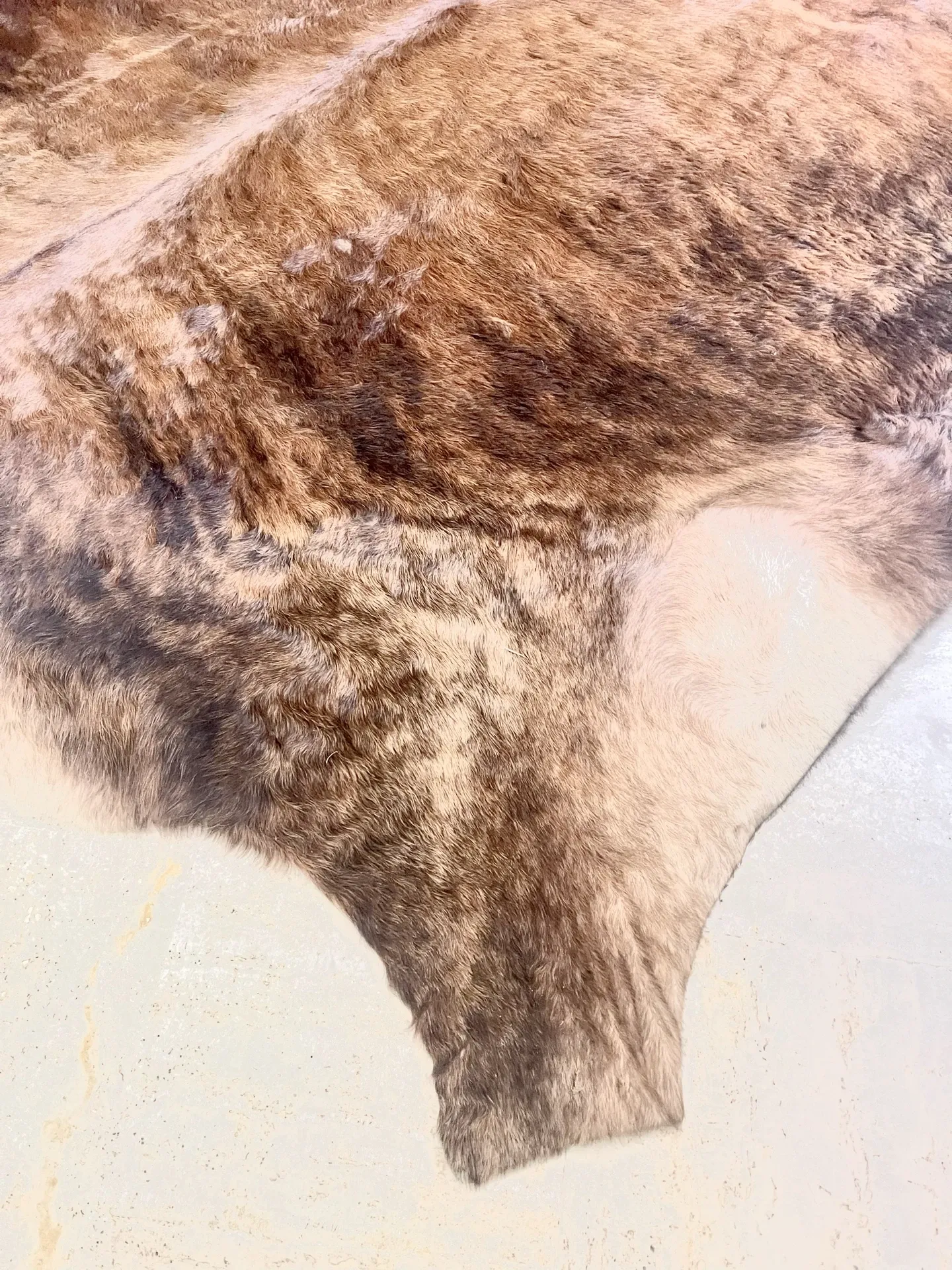 Texas cowhide rug, 1970