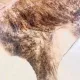 Texas cowhide rug, 1970