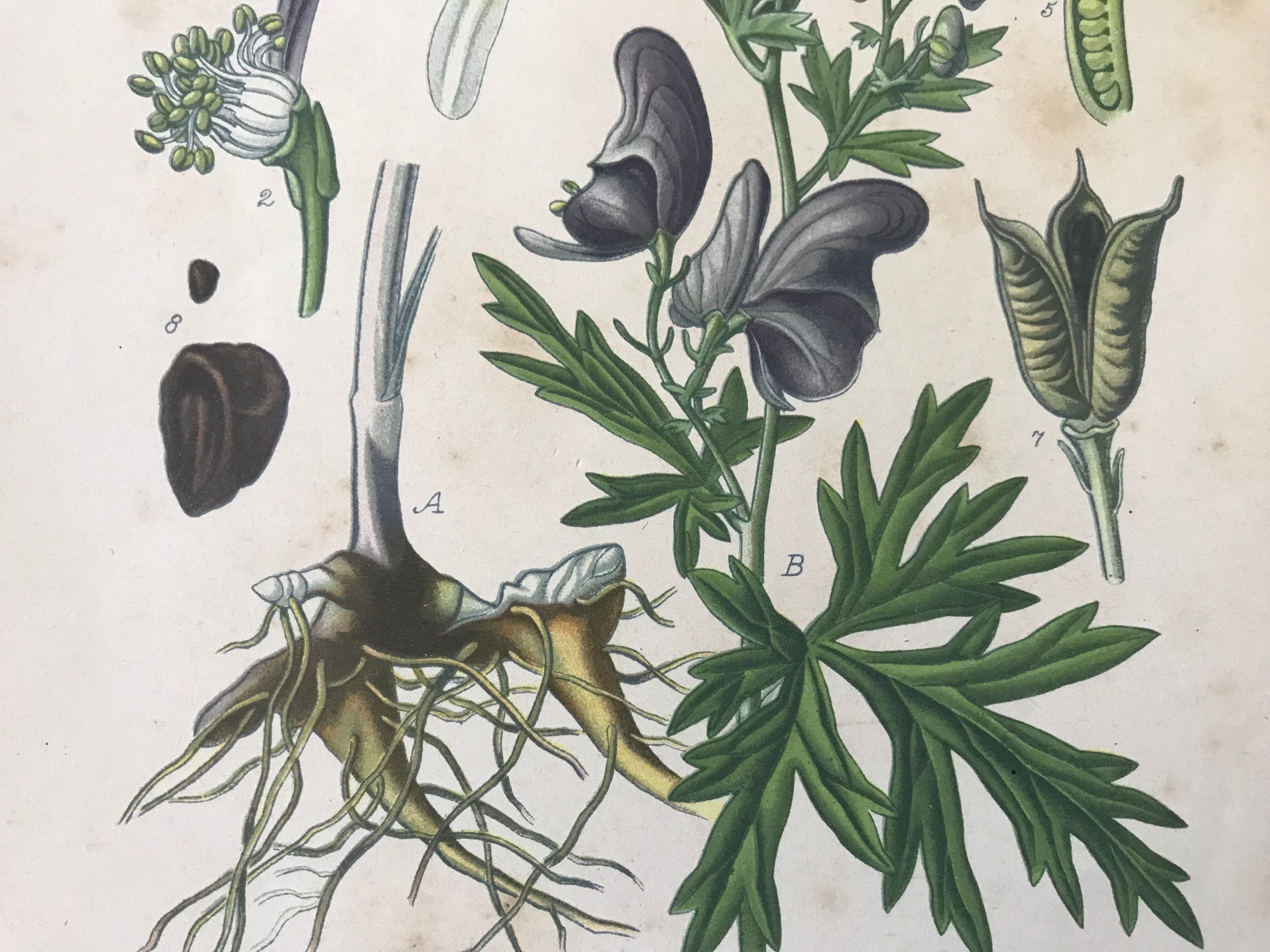 Botanical plates NINETEENTH