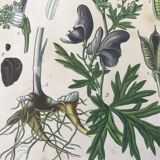 Botanical plates NINETEENTH