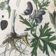 Botanical plates NINETEENTH