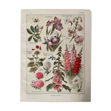 Lithograph on perennial flowers from 1921