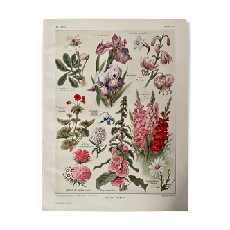 Lithograph on perennial flowers from 1921