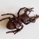 Sculpture / paperweight large deer antique bronze beetle