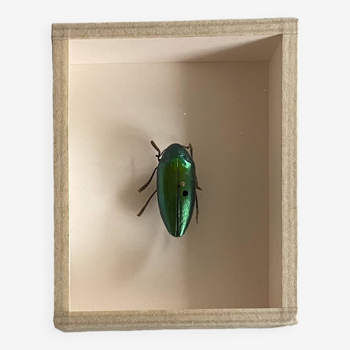 Beetle under glass