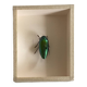 Beetle under glass
