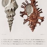 Poster about seashells, based on an old engraving from 1849.