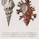 Poster about seashells, based on an old engraving from 1849.
