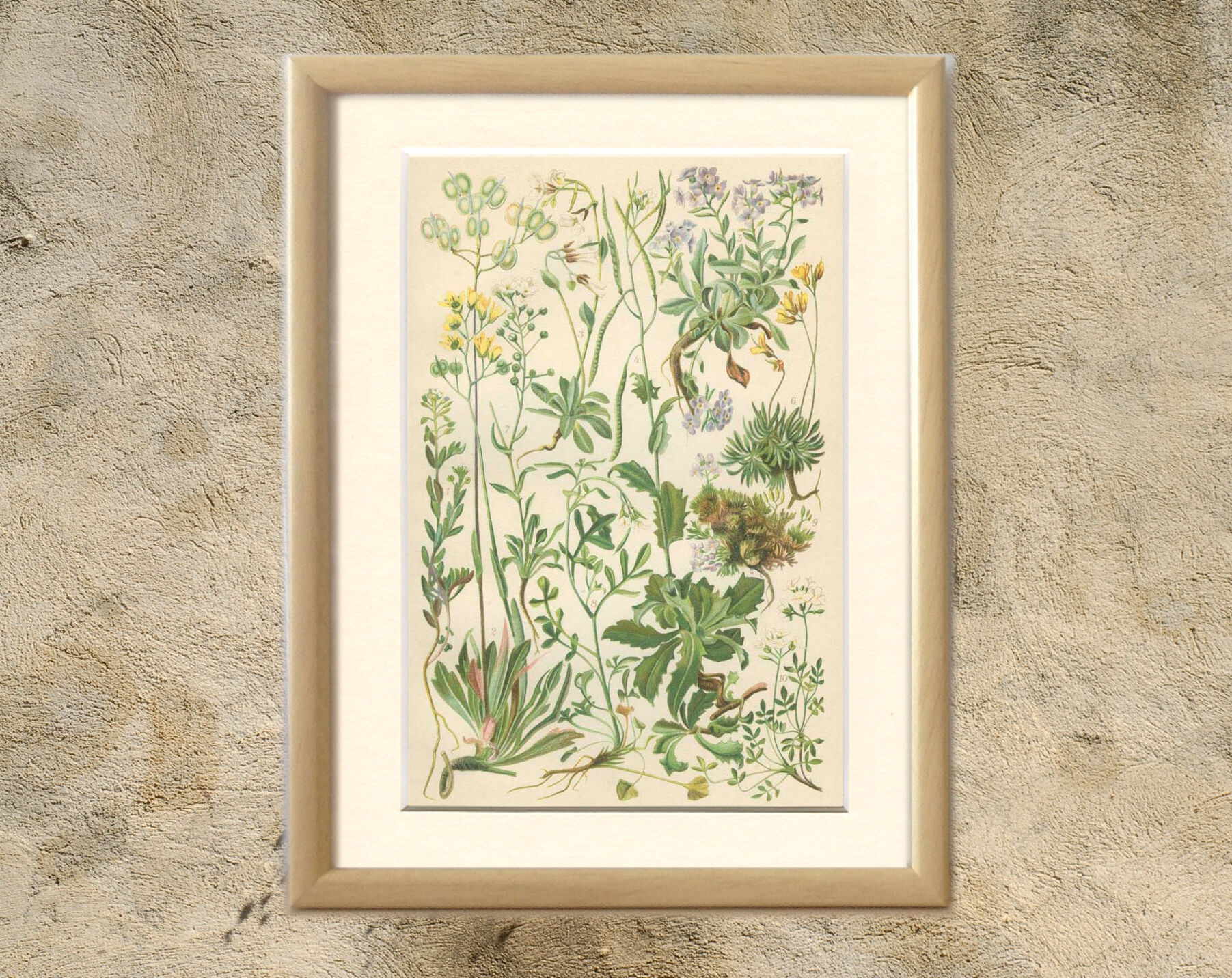 9 Botanical poster, 1906: various plants with alpine cruciferous flowers (Map 12)