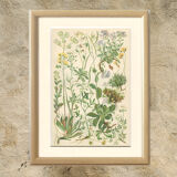 9 Botanical poster, 1906: various plants with alpine cruciferous flowers (Map 12)