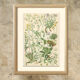 9 Botanical poster, 1906: various plants with alpine cruciferous flowers (Map 12)