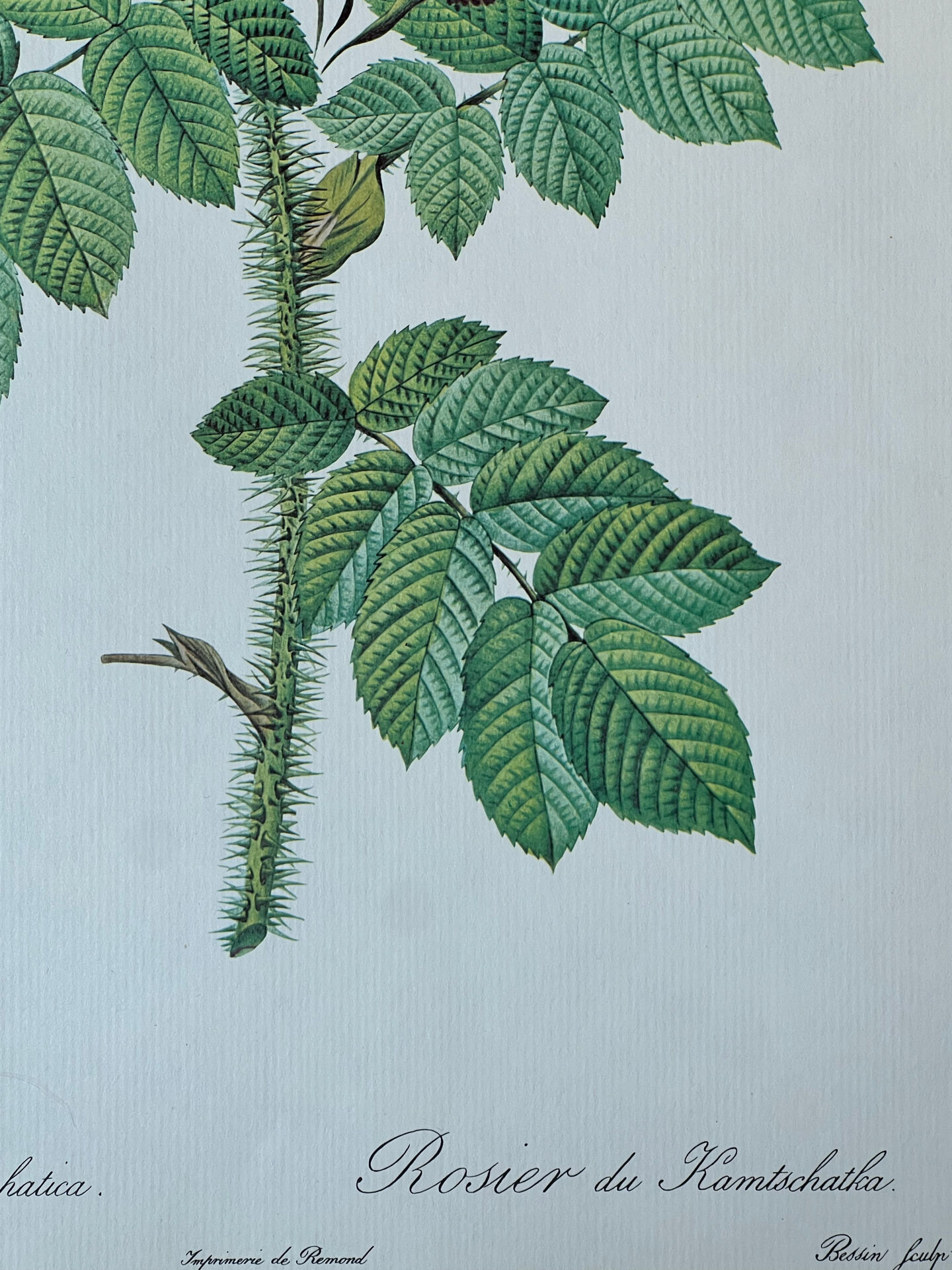 Planche botanique - Rosier du Kamtschatka - 40,4x29,9cm