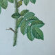 Planche botanique - Rosier du Kamtschatka - 40,4x29,9cm