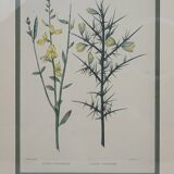 Botanical plate engraving by C. Pierre after Naudin