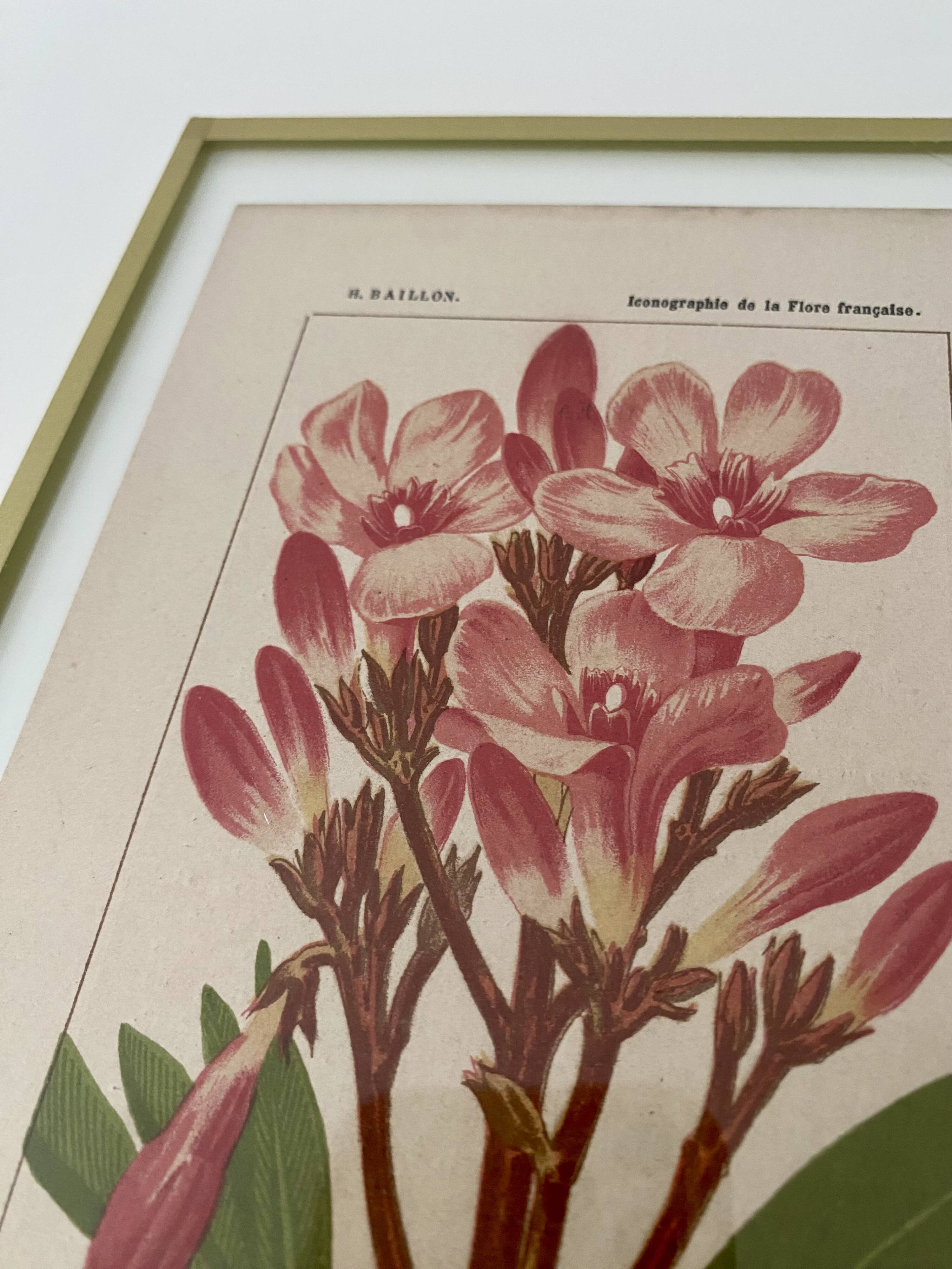 Botanical plate