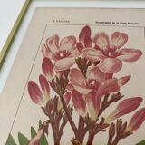 Botanical plate