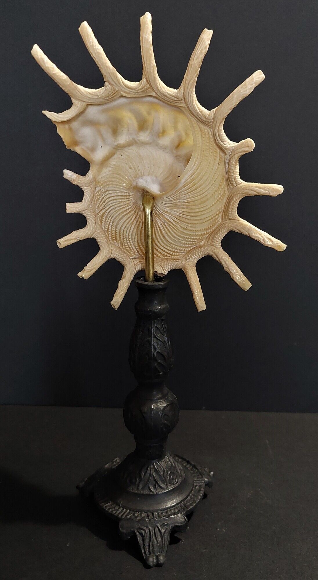 Cabinet de Curiosités coquillage stellaria solaris sur socle
