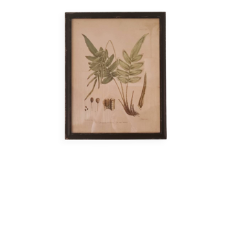 Framed herbarium illustration with a vintage effect.